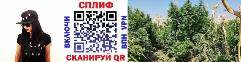 Бошки марихуана планчик  Городовиковск 